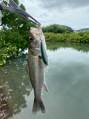 セイゴ（マルスズキ）の釣果