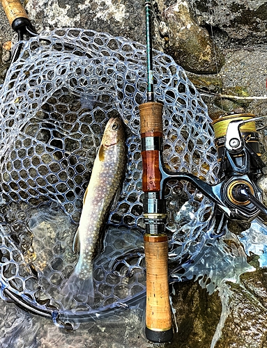 イワナの釣果