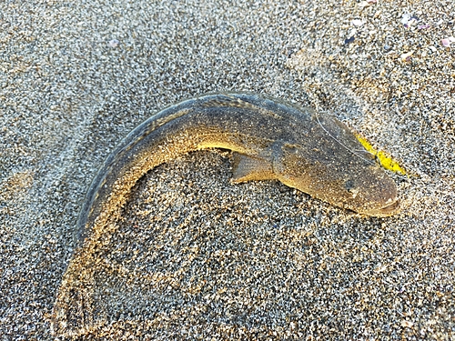 マゴチの釣果