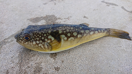 コモンフグの釣果