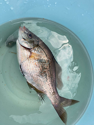 ウミタナゴの釣果