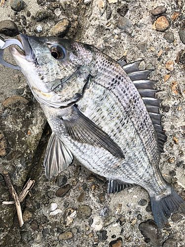 チヌの釣果