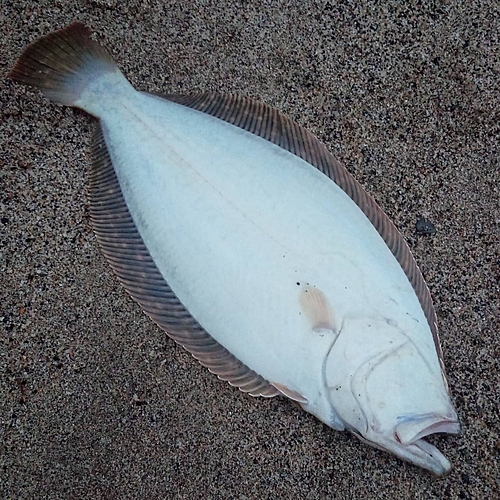 ヒラメの釣果