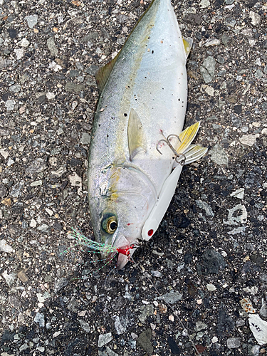 ツバスの釣果