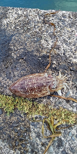 コウイカの釣果