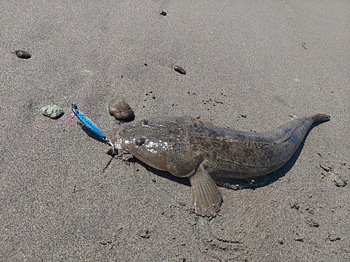 マゴチの釣果