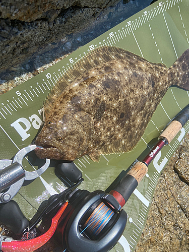 ヒラメの釣果