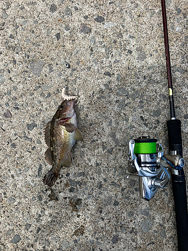 エゾメバルの釣果