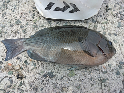 クチブトグレの釣果