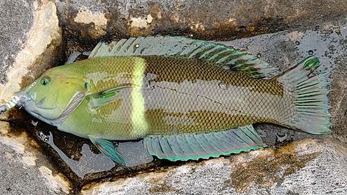 カンムリベラの釣果