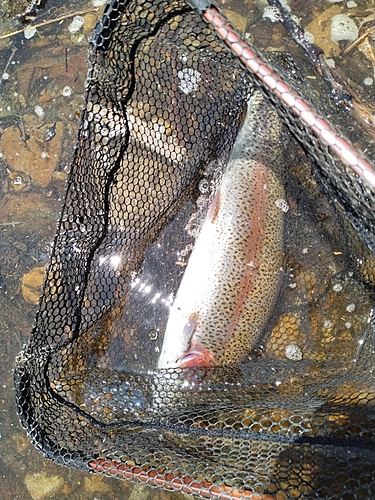 ニジマスの釣果