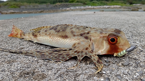 セミホウボウの釣果