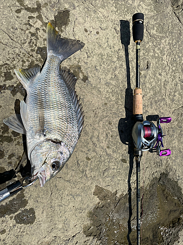 チヌの釣果