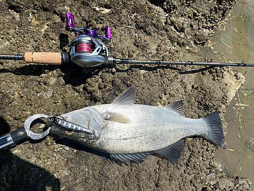 ヒラスズキの釣果