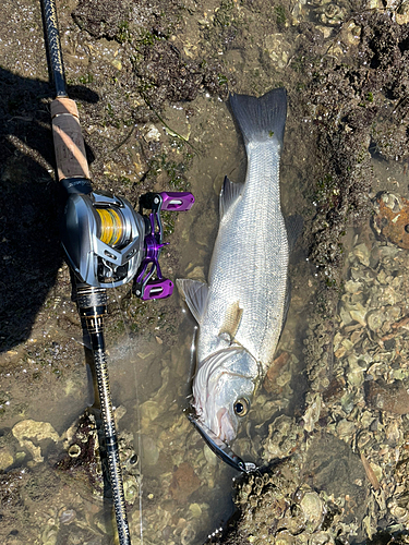 ヒラスズキの釣果