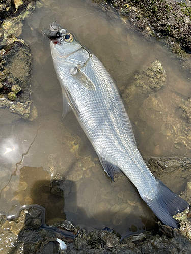 ヒラスズキの釣果