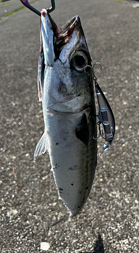 サバの釣果