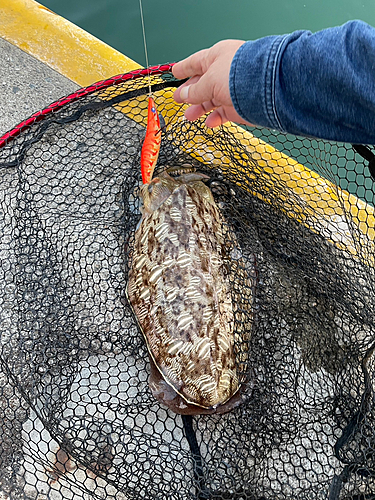 モンゴウイカの釣果