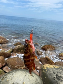 アカハタの釣果