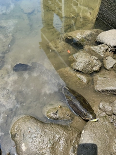 カムルチーの釣果