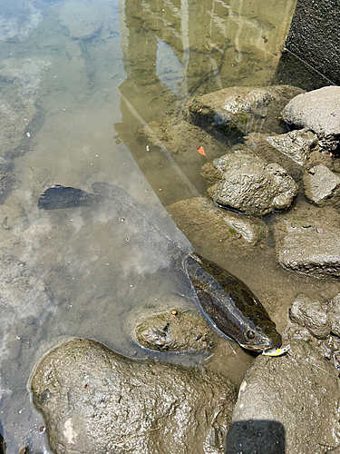 カムルチーの釣果