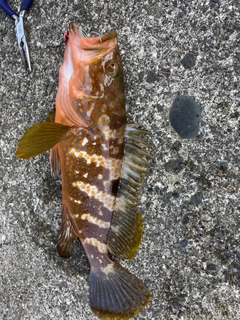 マゴチの釣果