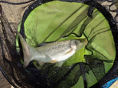 ウグイの釣果