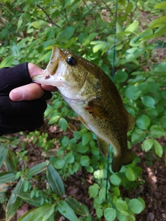 ブラックバスの釣果