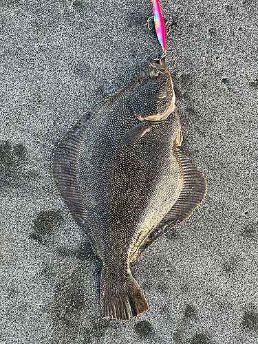 マツカワの釣果