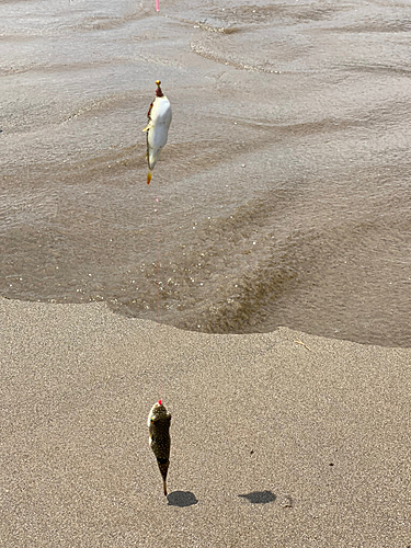 フグの釣果