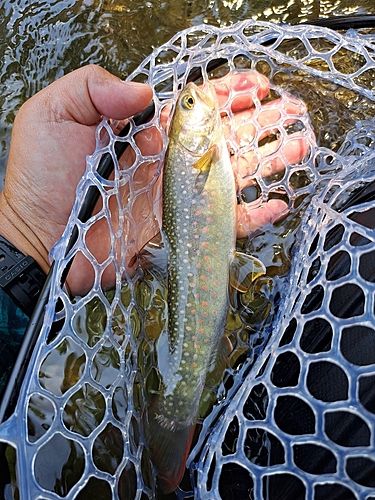 イワナの釣果