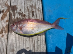 イトヨリダイの釣果