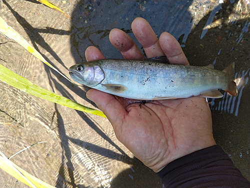 イワナの釣果