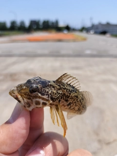 キジハタの釣果