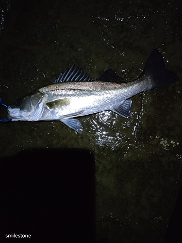 シーバスの釣果