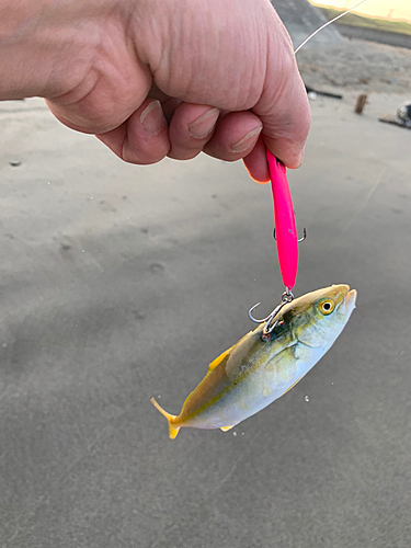 ワカシの釣果