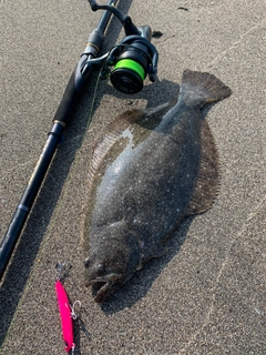 ソゲの釣果