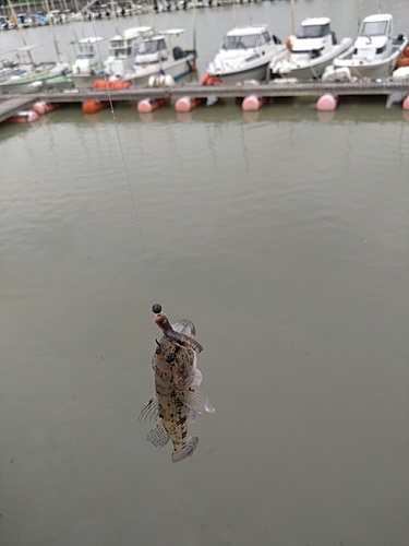 ハゼの釣果