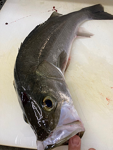 スズキの釣果