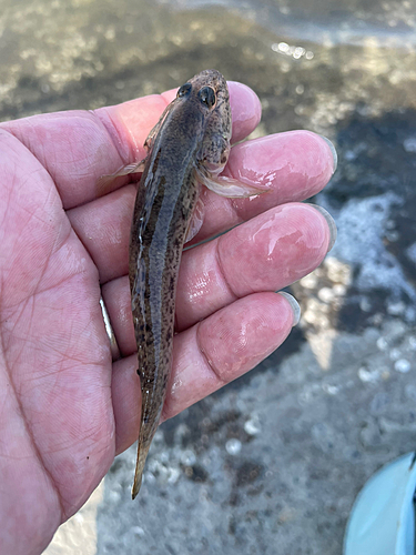 マハゼの釣果