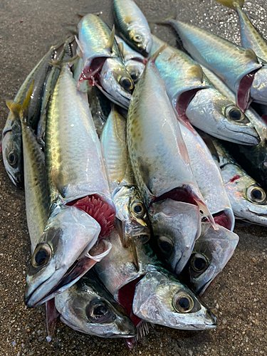 サバの釣果