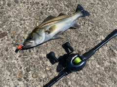 シーバスの釣果