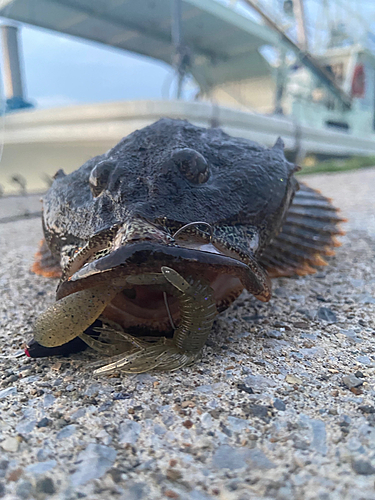 アイナメの釣果