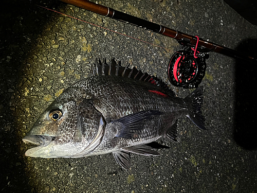 クロダイの釣果