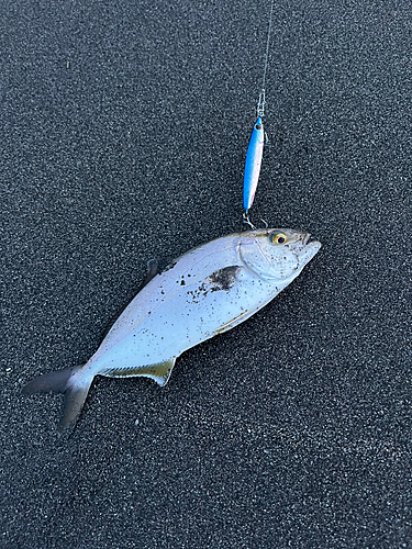 ショゴの釣果