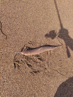 エソの釣果