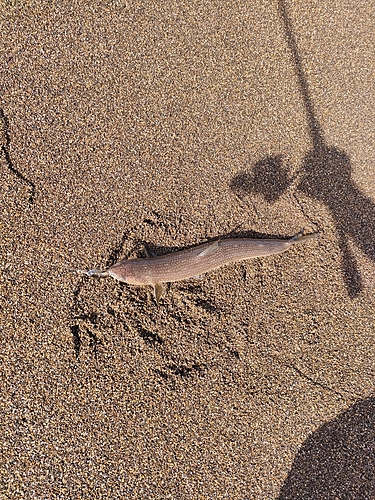 エソの釣果