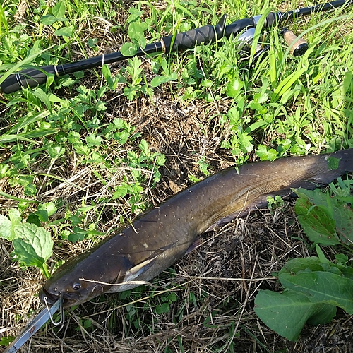 マナマズの釣果