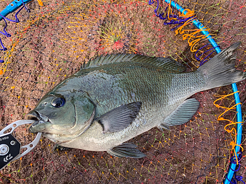 メジナの釣果