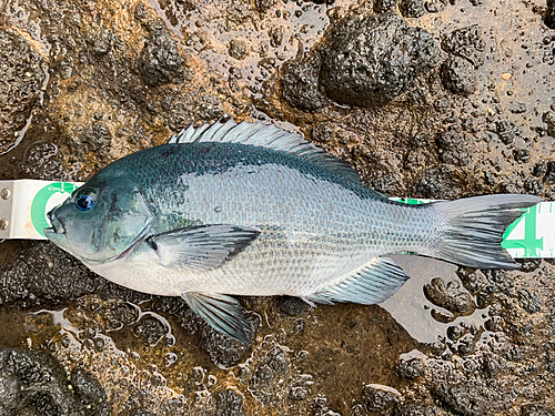 メジナの釣果